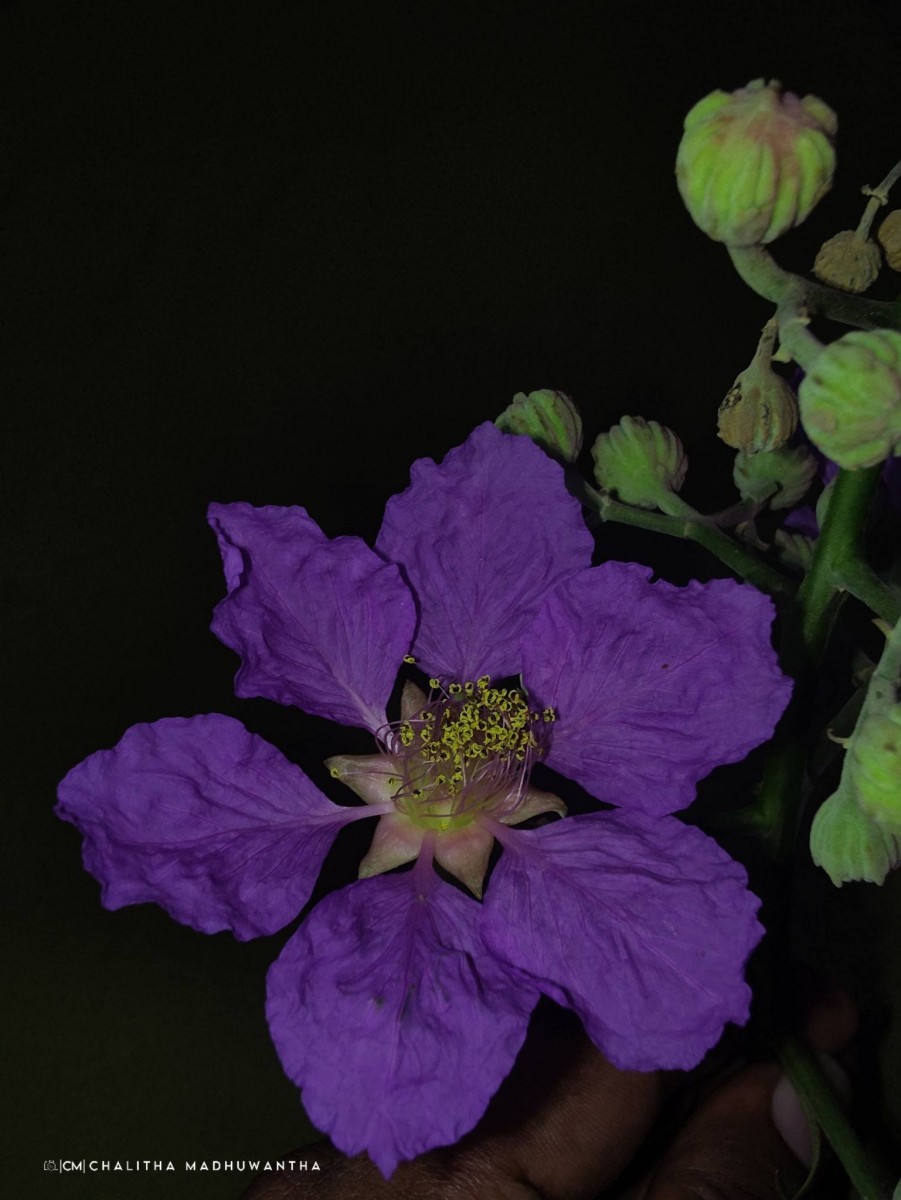 Lagerstroemia speciosa (L.) Pers.